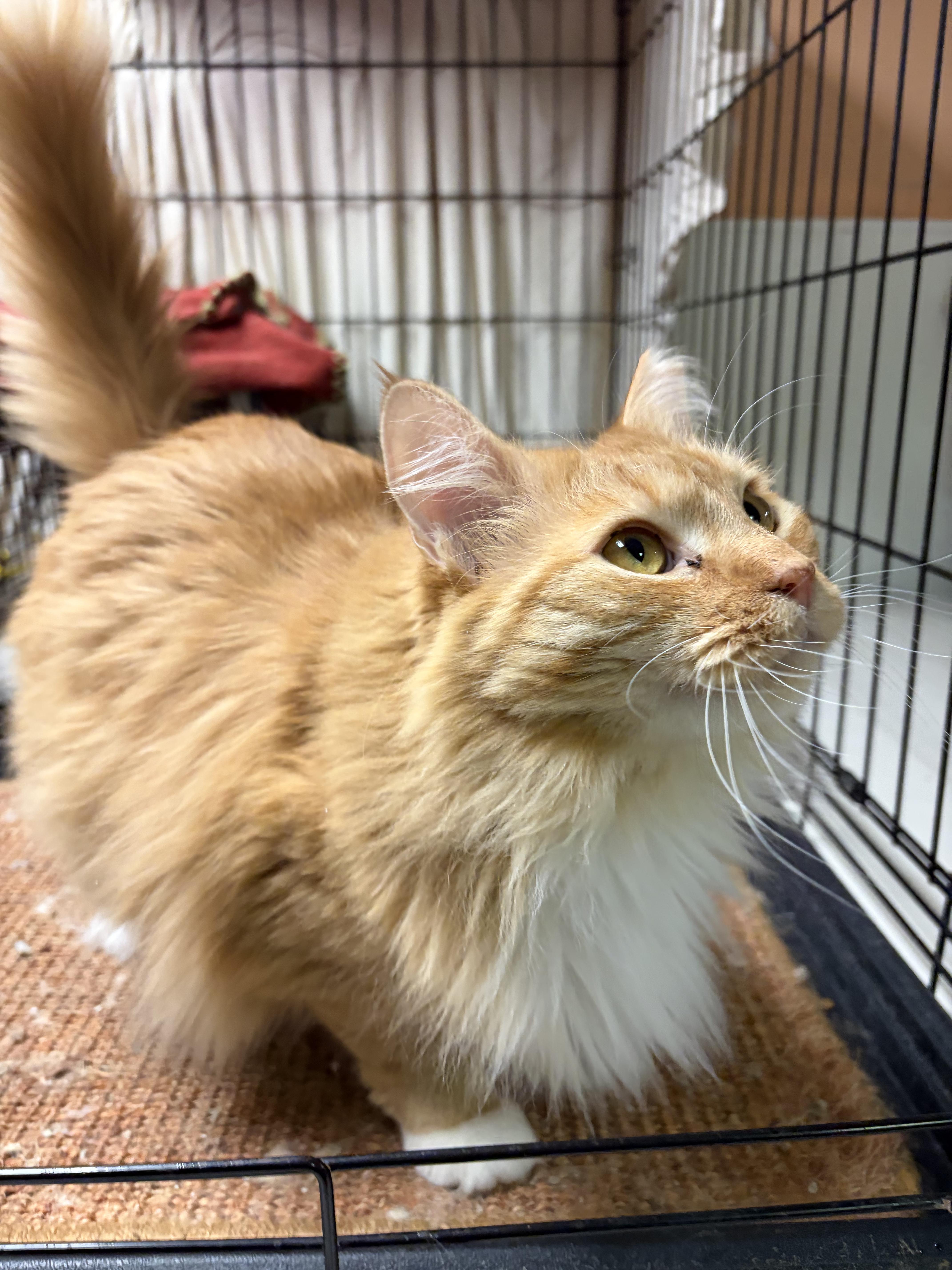 Enlarge LION, a ADOPTABLE Domestic Long Hair in New York, NY image 2/3