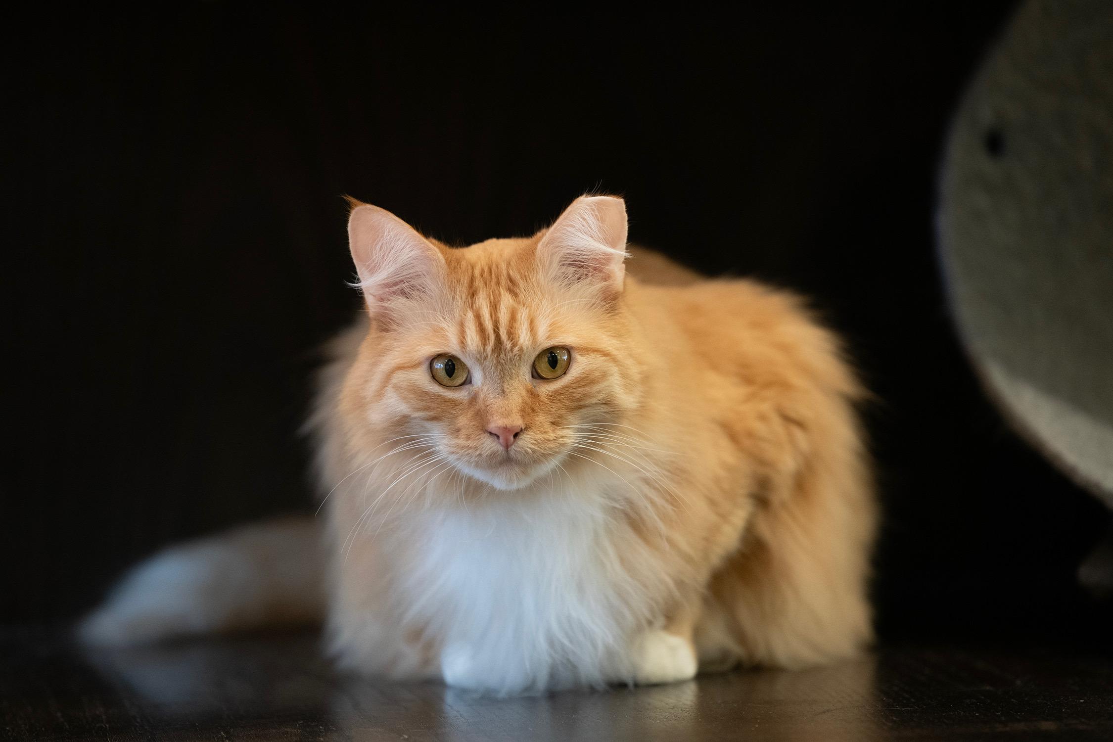 LION, ADOPTABLE, Adult Male Domestic Long Hair.