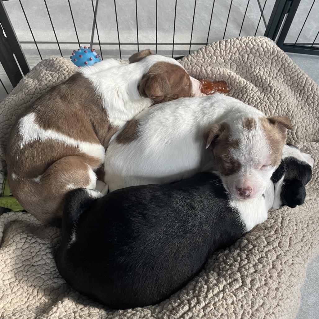 Anna, Adoptable, Puppy Female Border Collie & American Staffordshire Terrier.