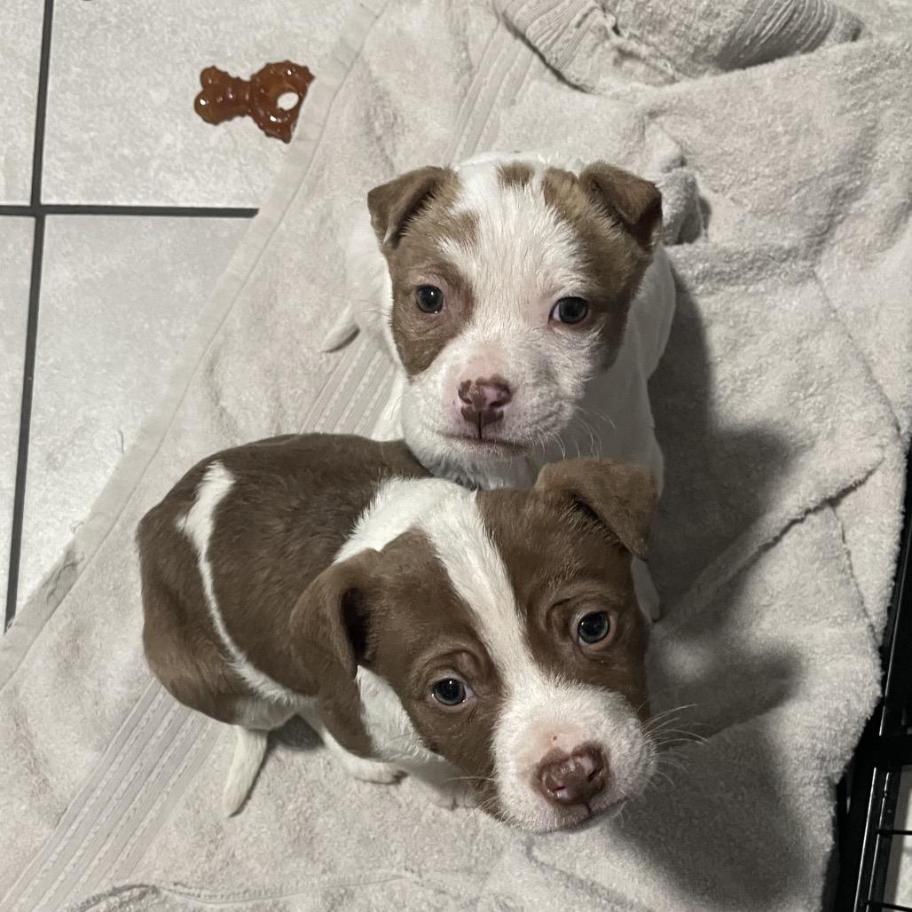 Enlarge Anna, a Adoptable mixed breed in Northville, MI image 2/4