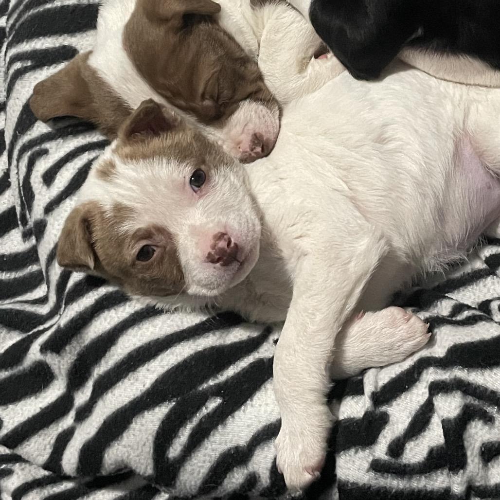 Enlarge Anna, a Adoptable mixed breed in Northville, MI image 3/4