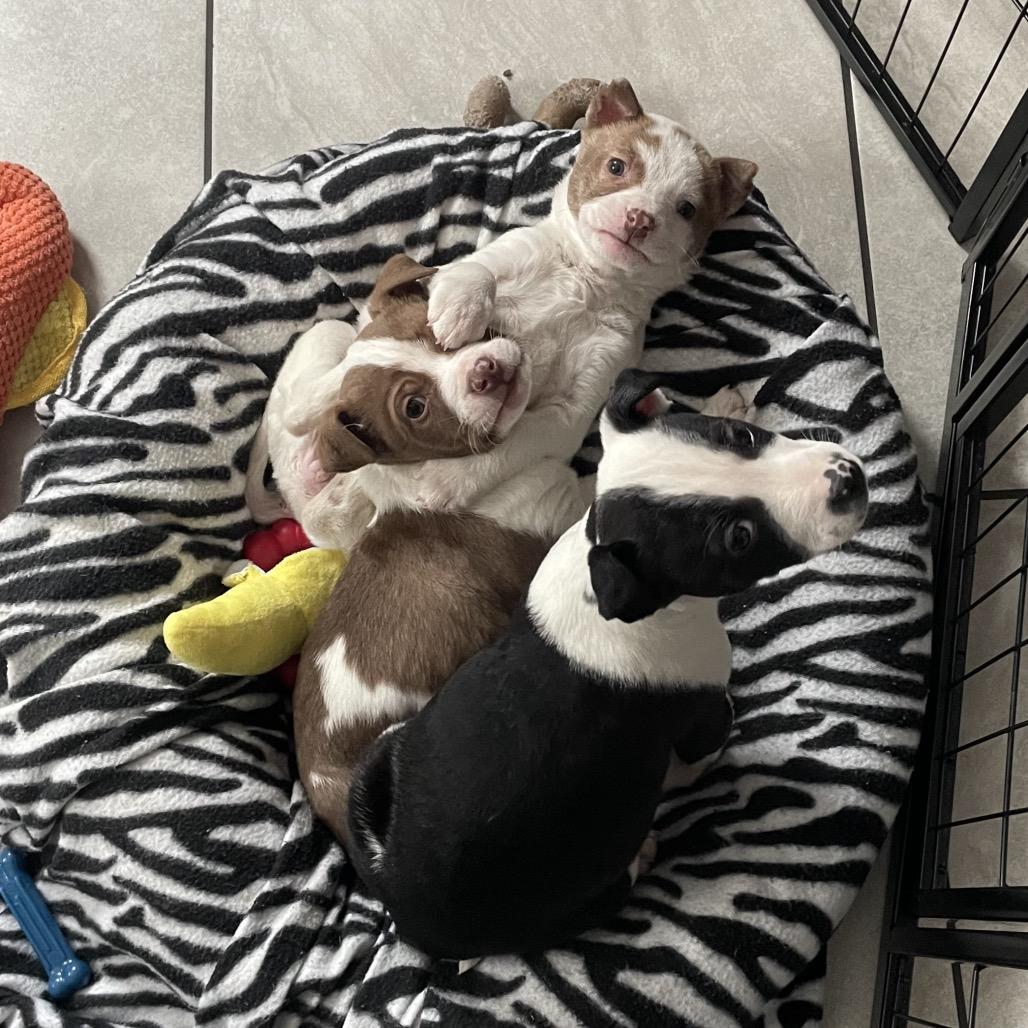 Enlarge Anna, a Adoptable mixed breed in Northville, MI image 4/4