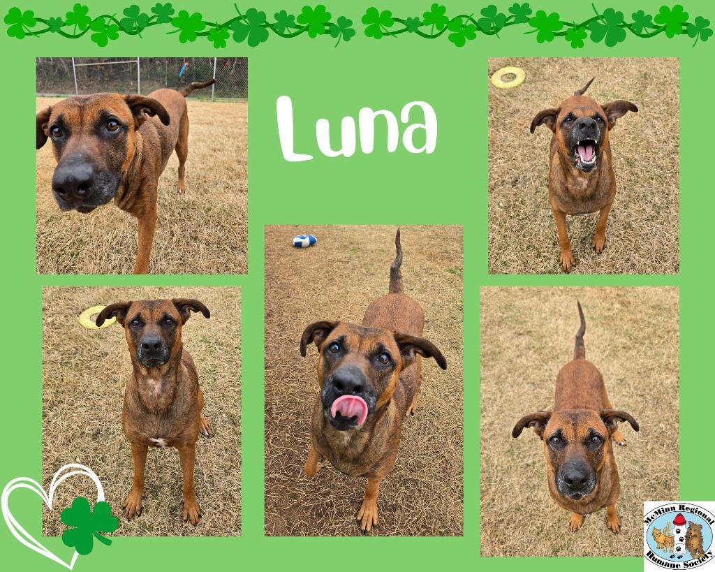 Luna, Adoptable, Adult Female Terrier.