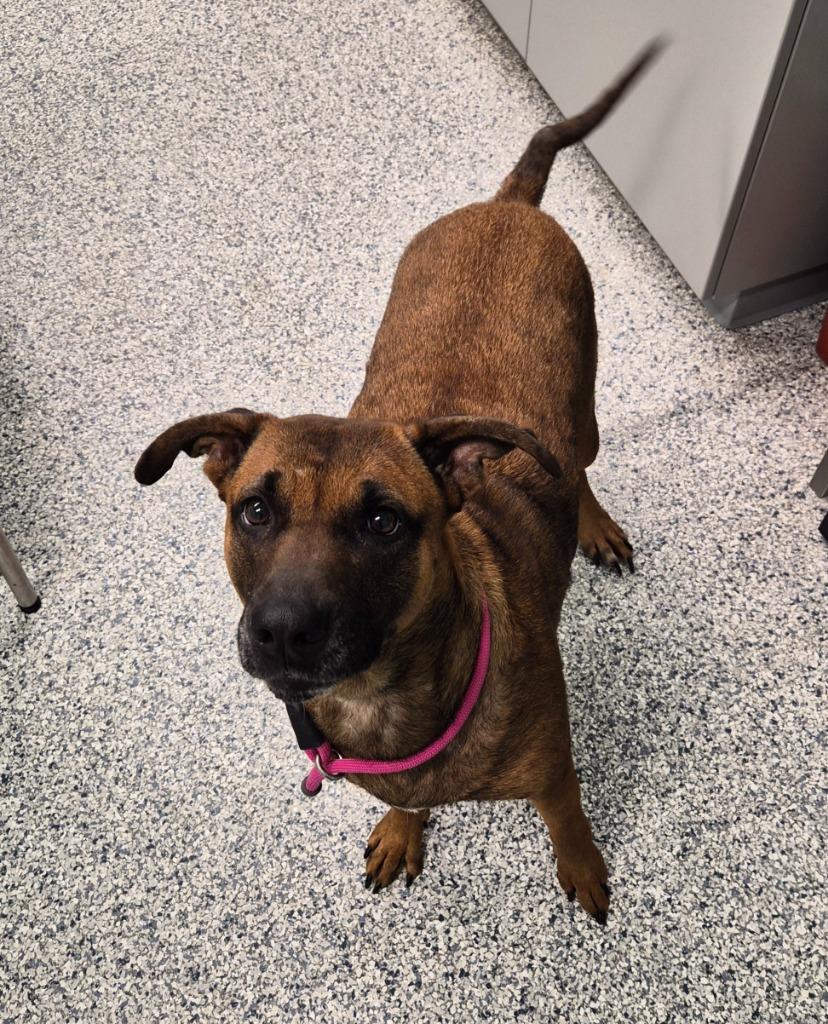 Enlarge Luna, a Adoptable mixed breed in Athens, TN image 1/1