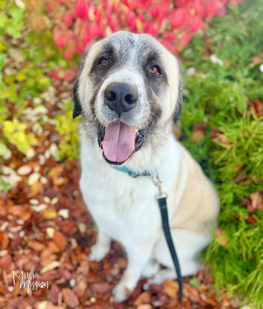 Rolly, a Adoptable mixed breed in Spokane , WA image 2/3