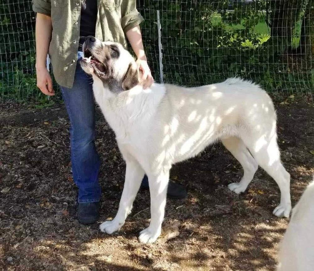 Rolly, a Adoptable mixed breed in Spokane , WA image 3/3