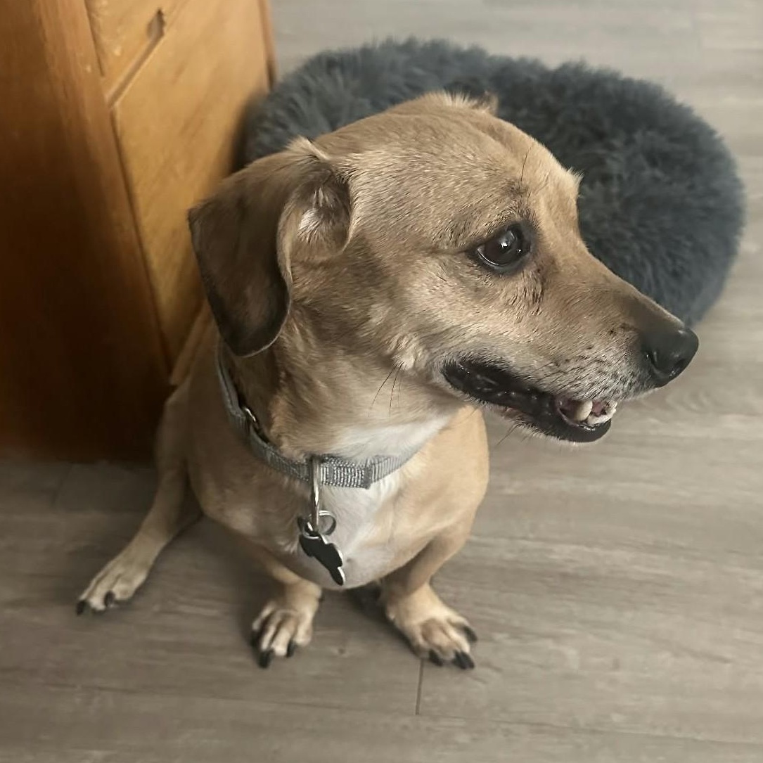 Enlarge ARCHIE, a Adoptable mixed breed in Marana, AZ image 3/3
