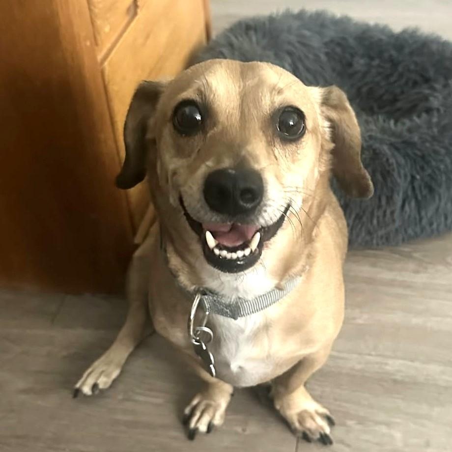 Enlarge ARCHIE, a Adoptable mixed breed in Marana, AZ image 1/3