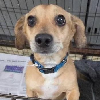 Enlarge ARCHIE, a Adoptable mixed breed in Marana, AZ image 2/3