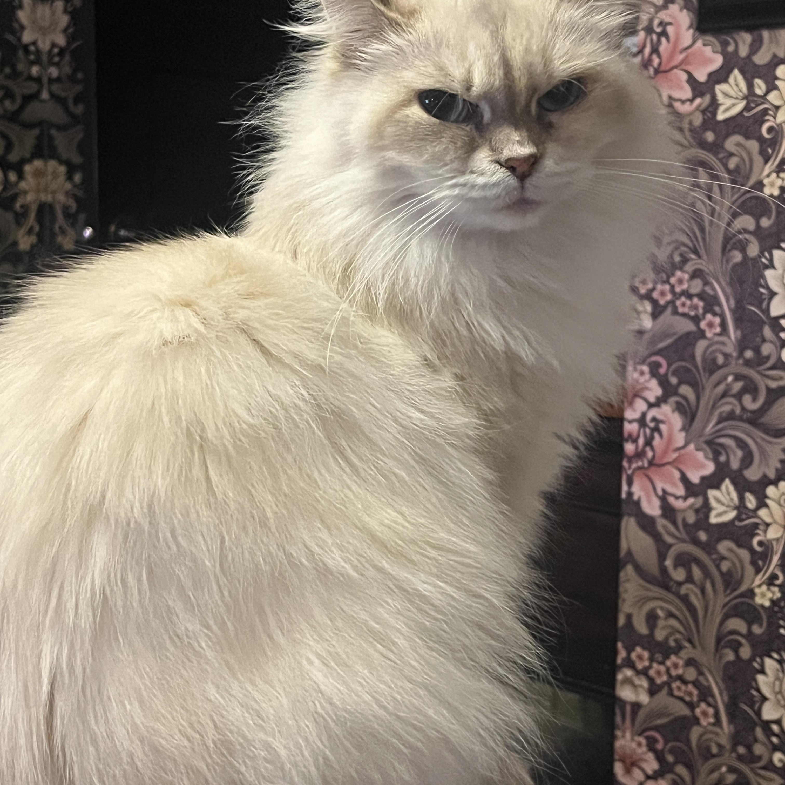 Enlarge Elizabeth , a ADOPTABLE Siberian in New Blaine, AR image 1/1