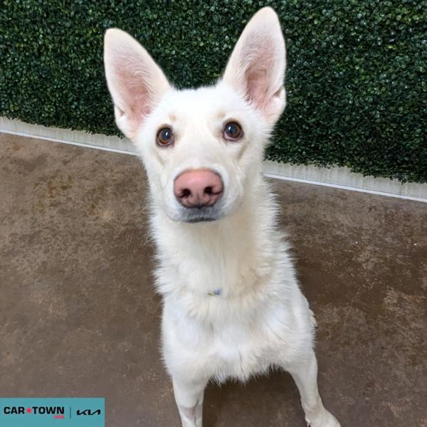 Enlarge Venus, a Adoptable mixed breed in Lexington, KY image 1/1