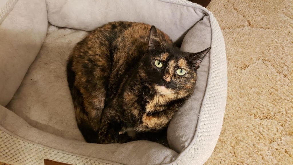 Jetta *IN FOSTER*, an adoptable Domestic Short Hair in South Bend, IN, 46614 | Photo Image 2