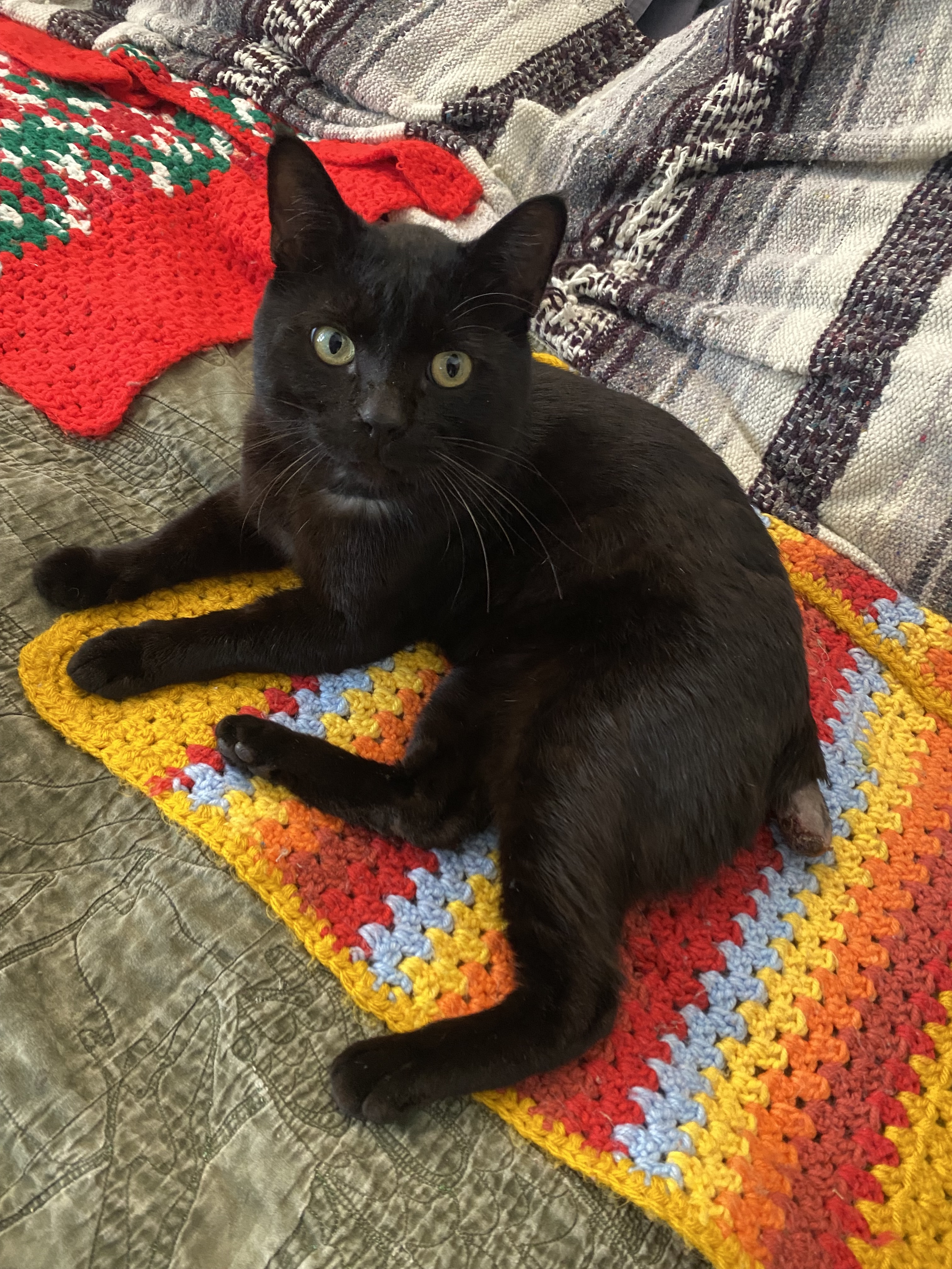 Enlarge Lucky Demon, a Adopted Domestic Short Hair in Los Angeles, CA image 1/3