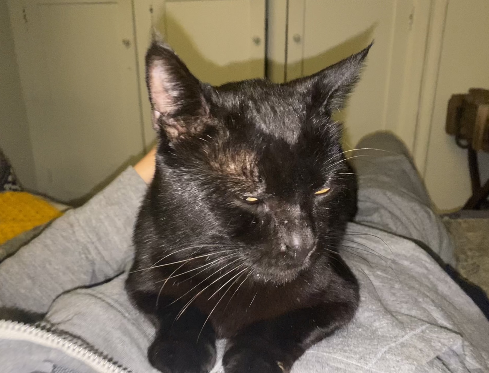 Enlarge Lucky Demon, a Adopted Domestic Short Hair in Los Angeles, CA image 2/3
