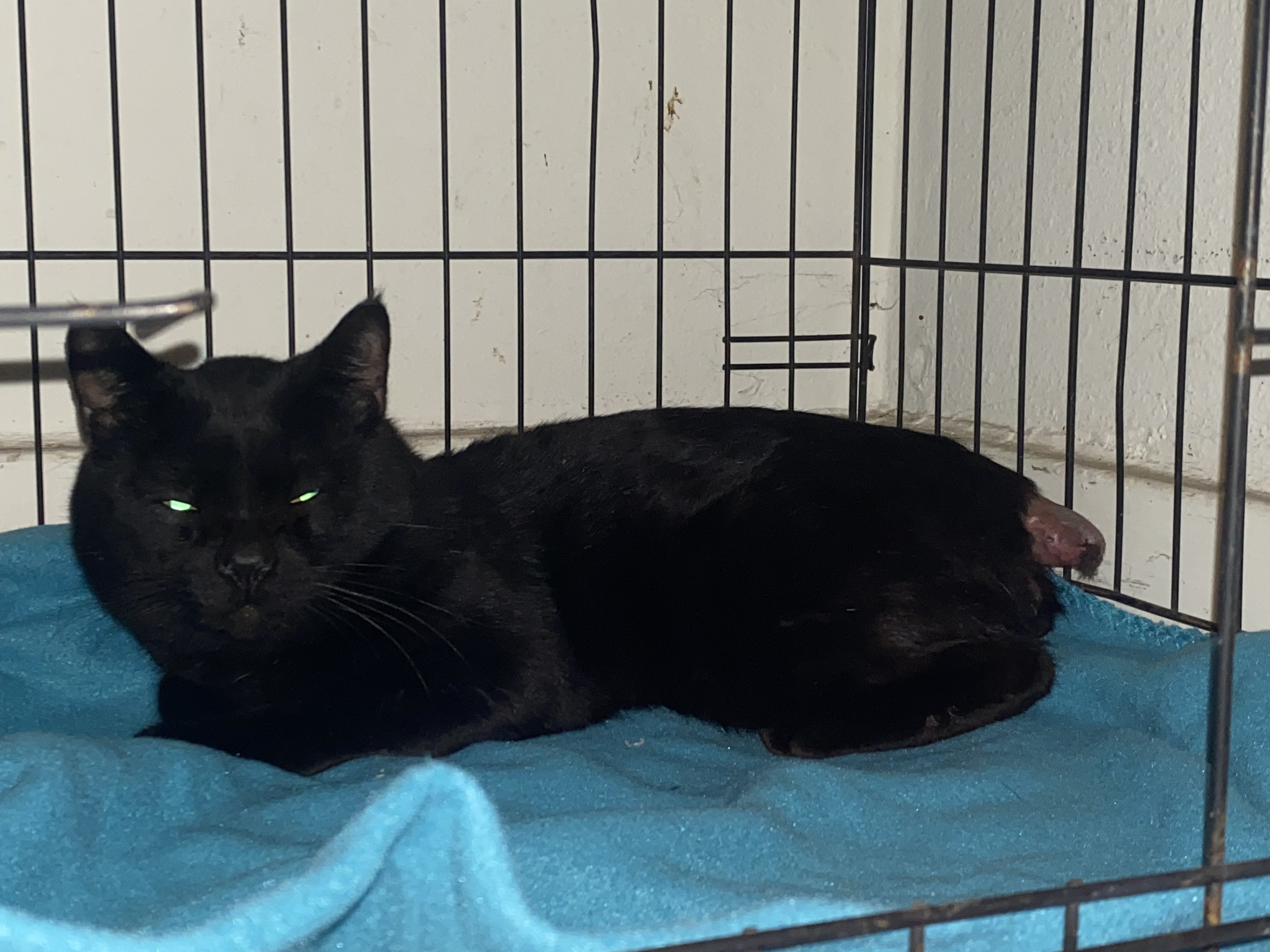 Enlarge Lucky Demon, a Adopted Domestic Short Hair in Los Angeles, CA image 3/3