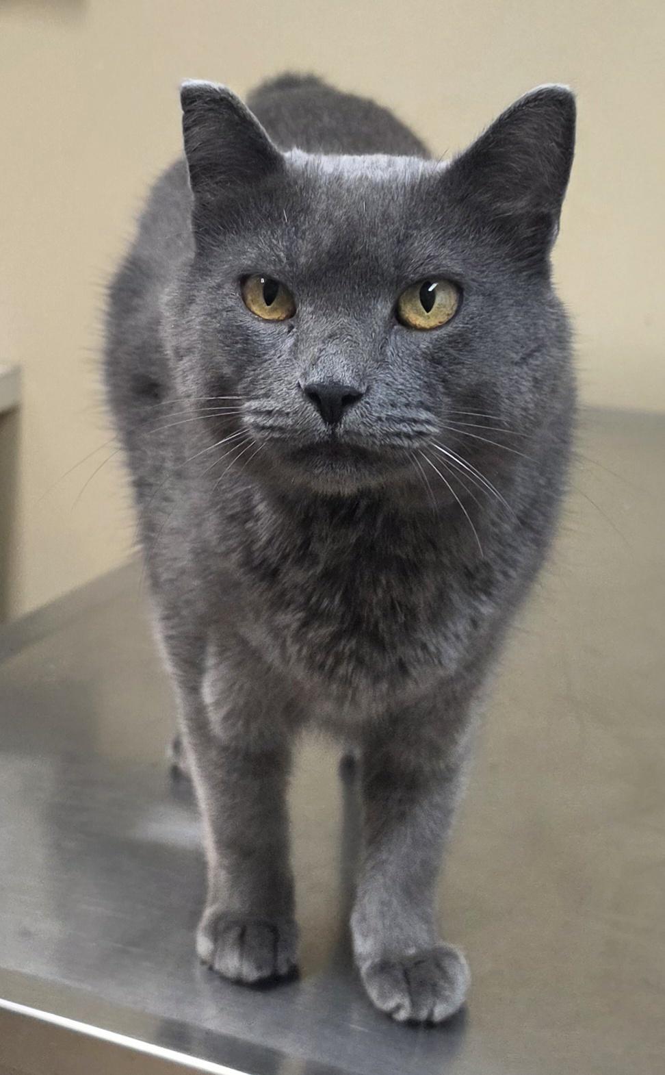 Enlarge Marco, a Adoptable mixed breed in Brainerd, MN image 1/1
