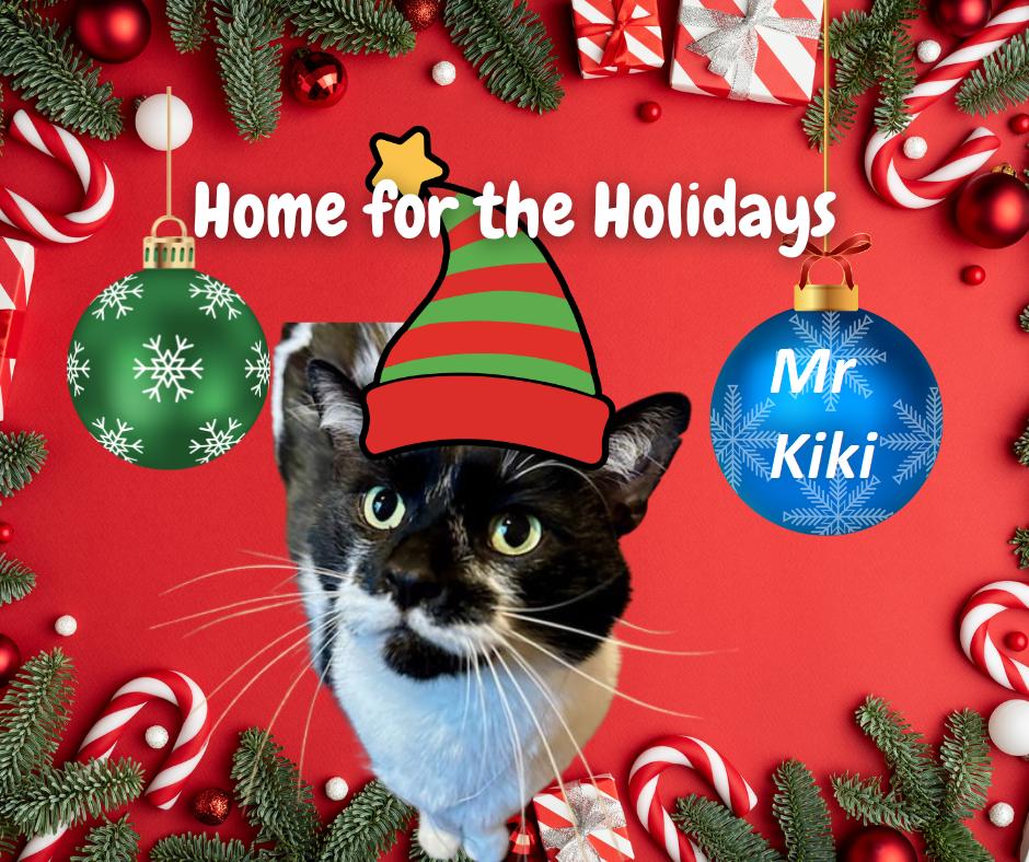 Enlarge Mr. Kiki, a Adoptable Domestic Short Hair in Rootstown, OH image 2/3