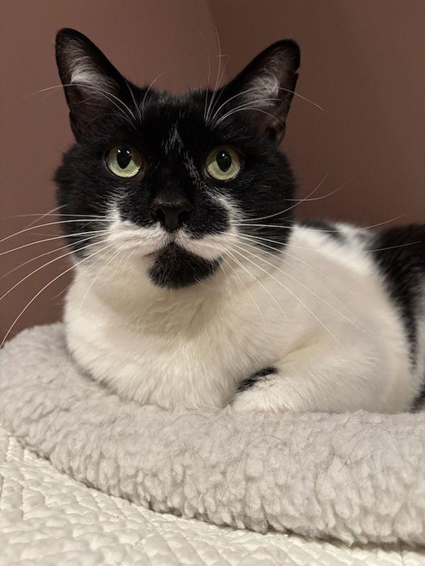 Mr. Kiki, a Adoptable Domestic Short Hair in Rootstown, OH image 3/3