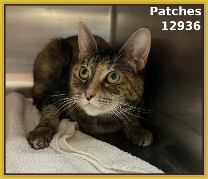 PATCHES