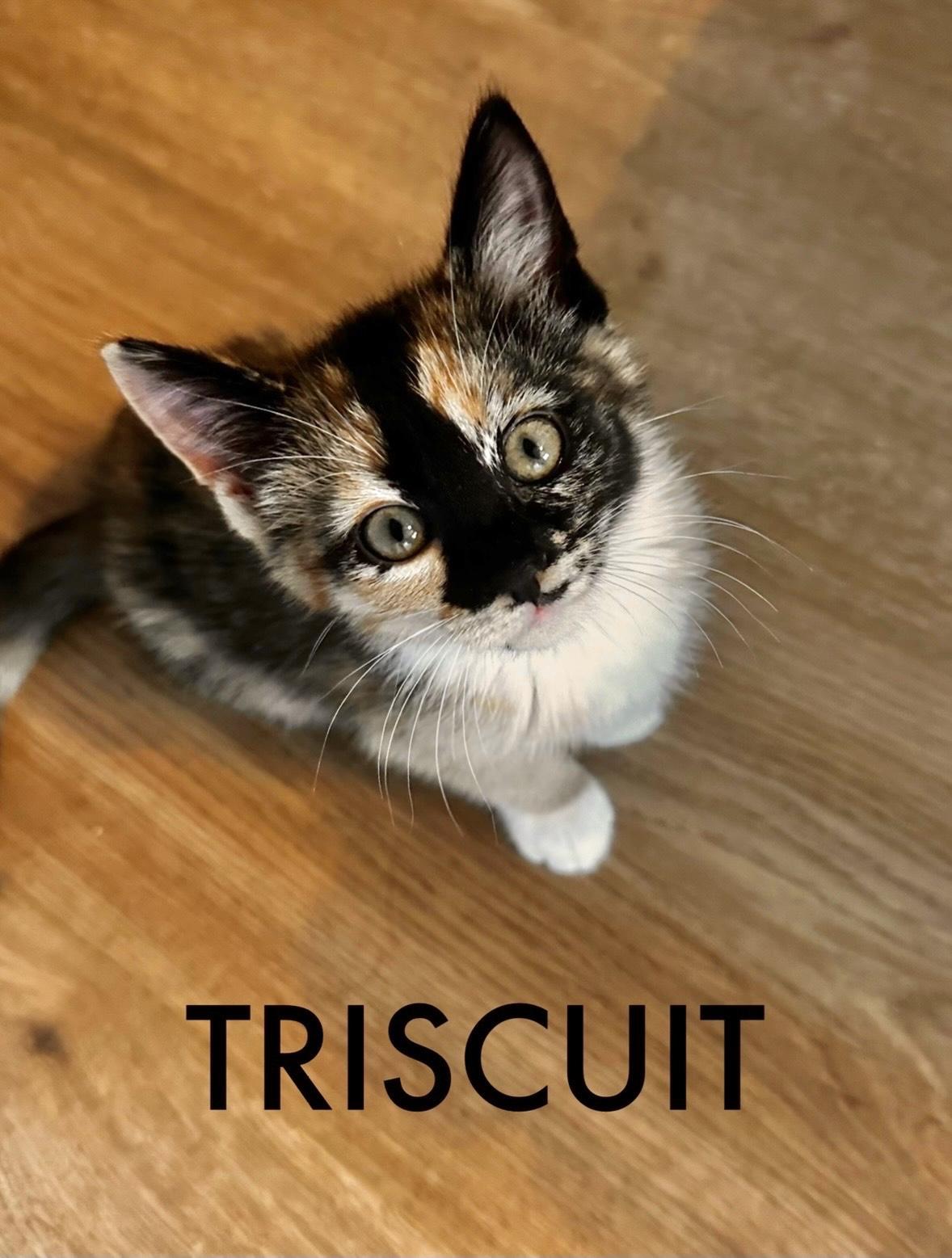 Triscuit, Adoptable, Kitten Female Domestic Short Hair.