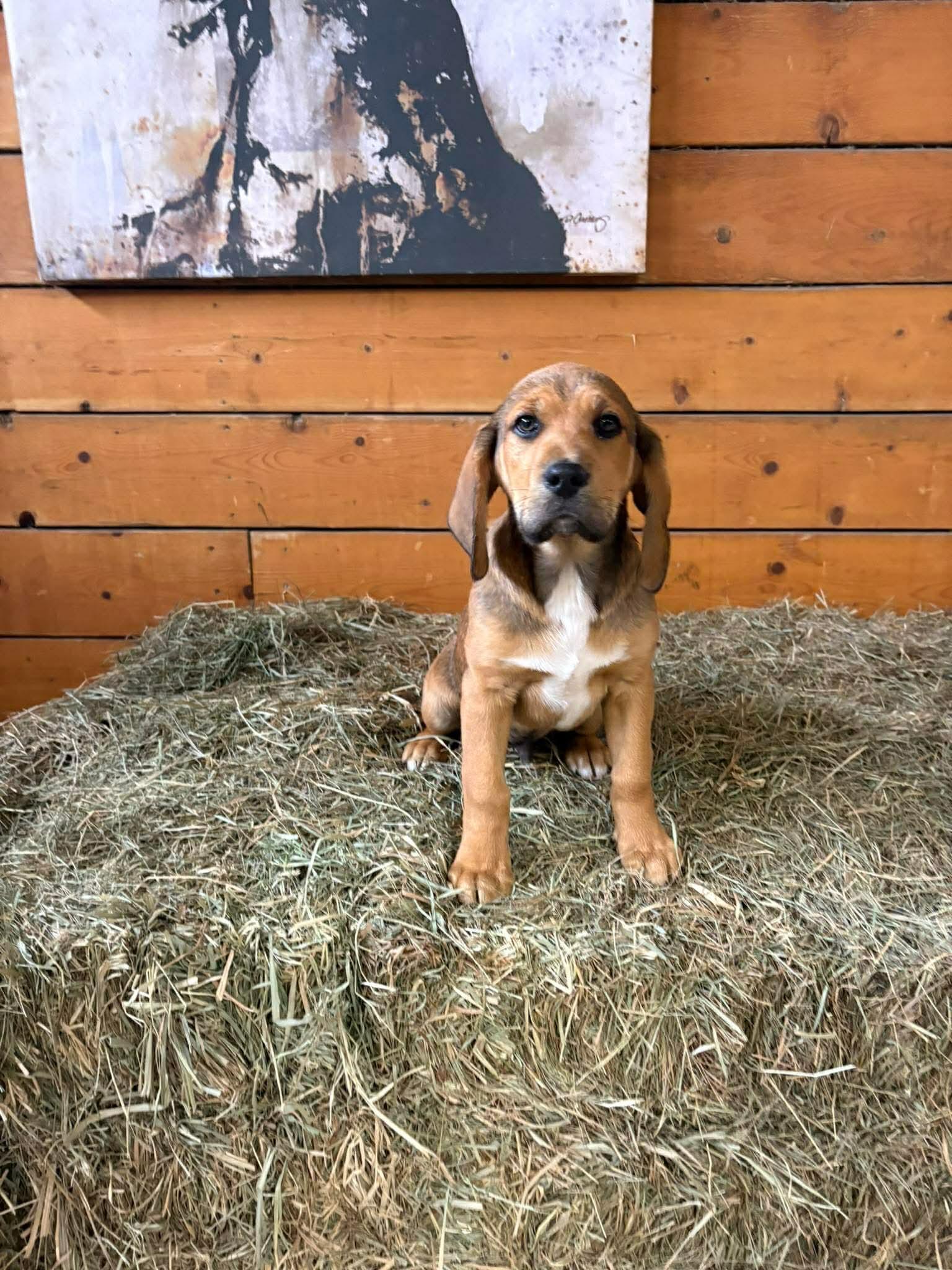 Luke, a ADOPTABLE mixed breed in Winnipeg, MB image 2/4