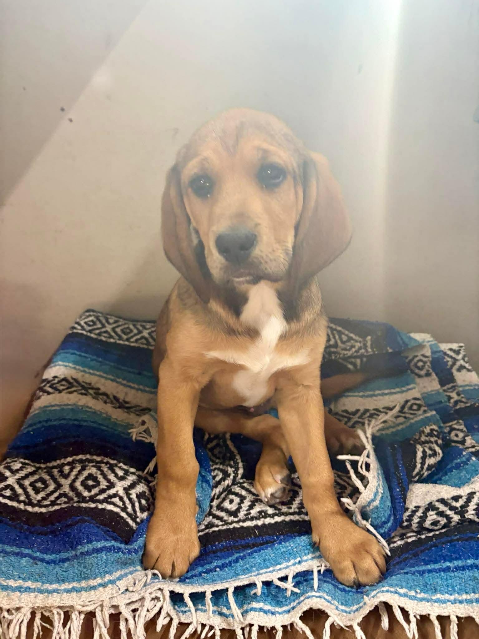 Luke, a ADOPTABLE mixed breed in Winnipeg, MB image 1/4