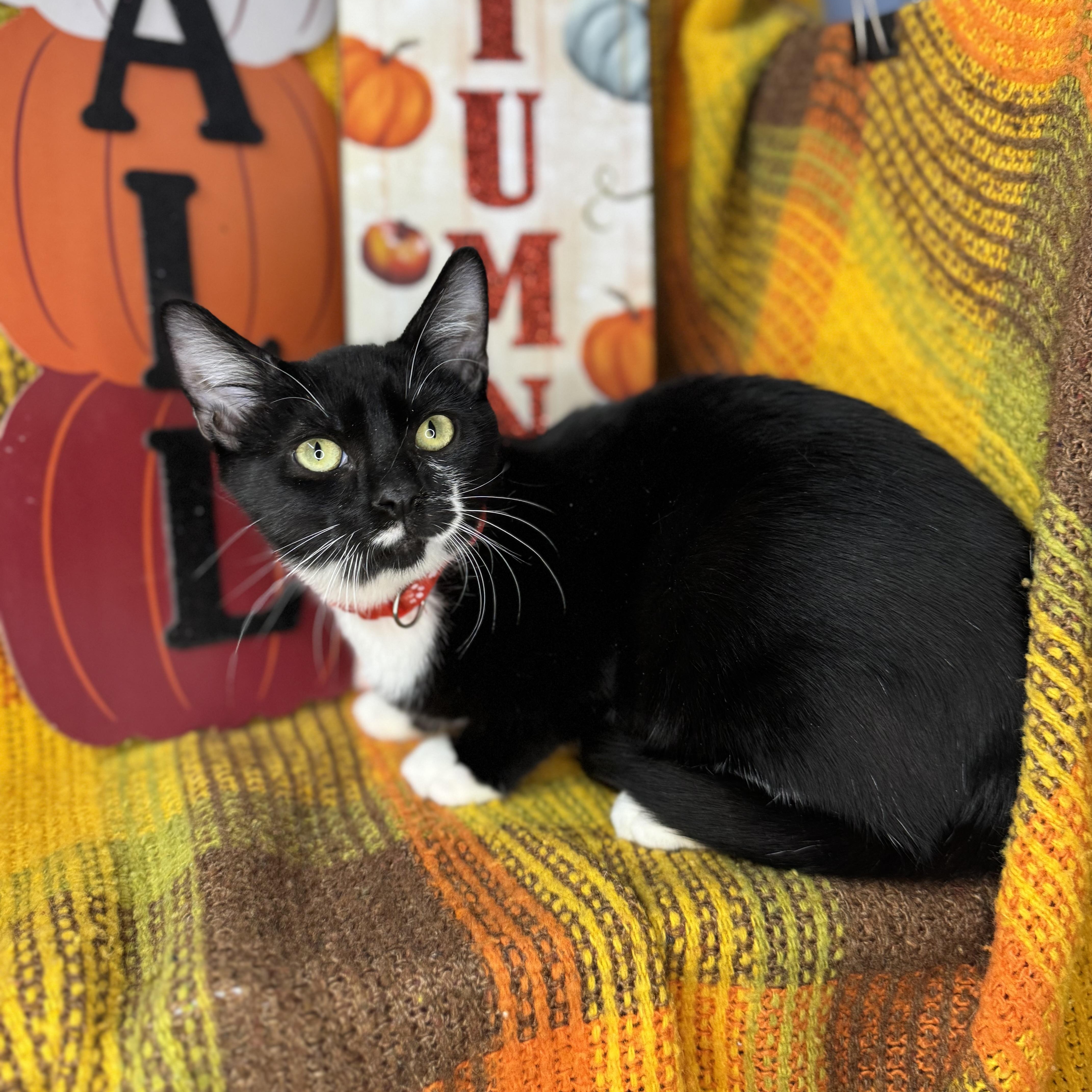 Enlarge Tucker, a Adoptable Tuxedo in Mount Vernon, IL image 5/6