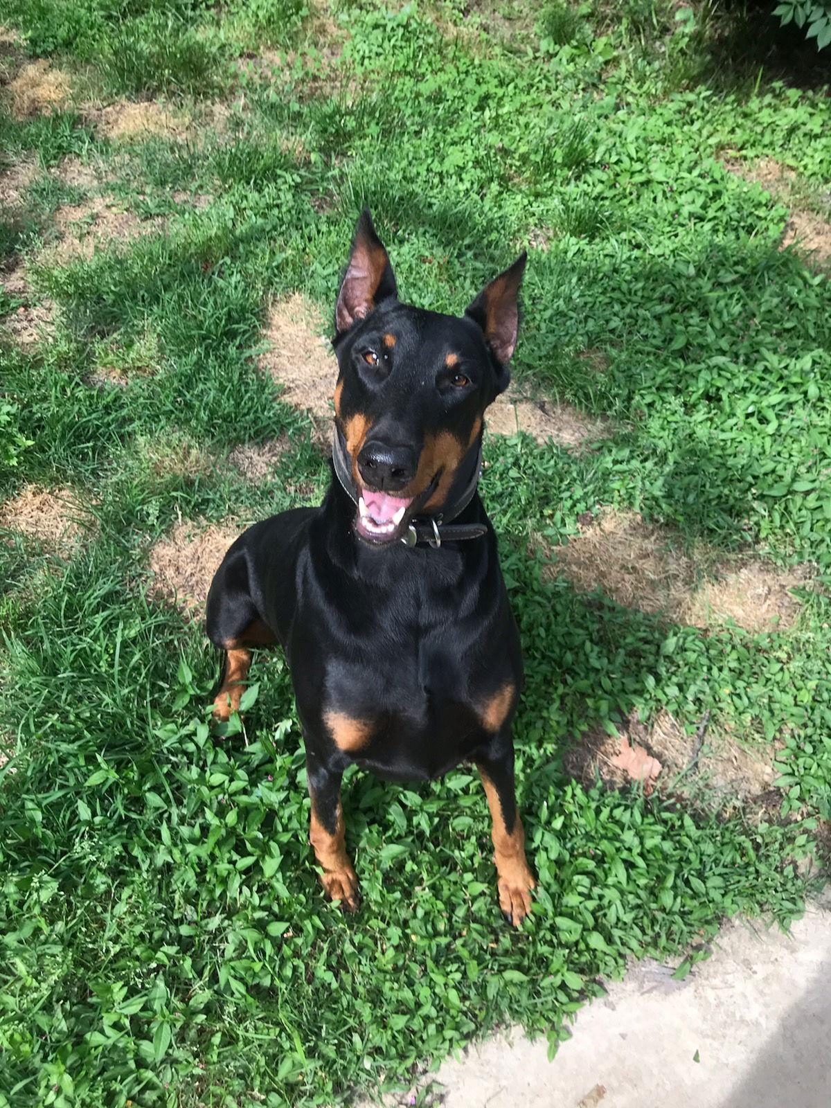 Cheyenne, Adopted, Senior Female Doberman Pinscher.