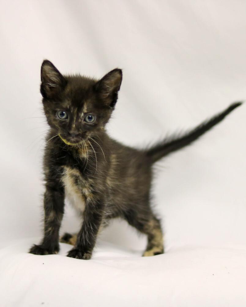 Lollipop, Adoptable, Young Female Domestic Short Hair.