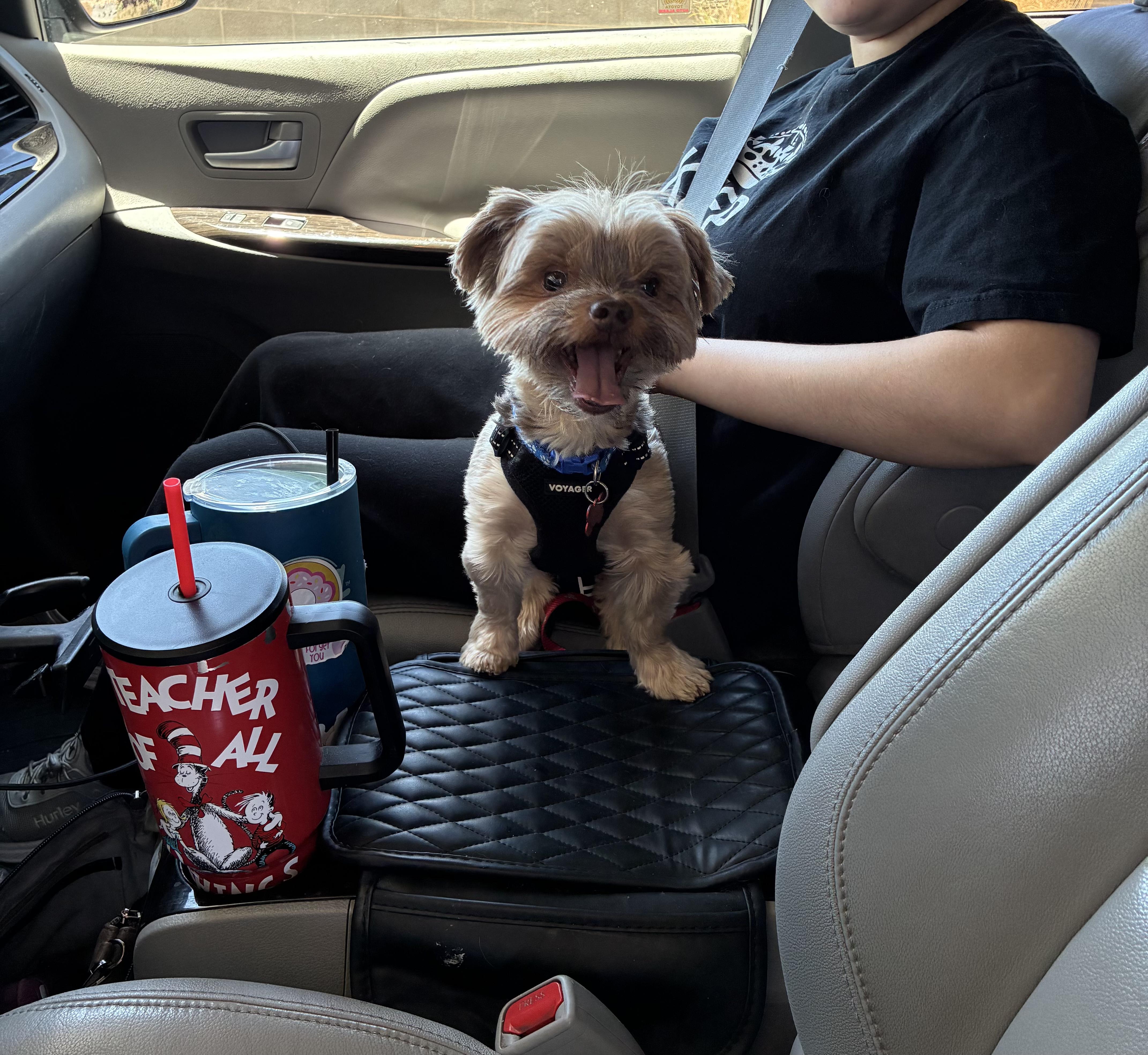 Enlarge Max, an adoptable Yorkshire Terrier in West Valley, UT image 5/5