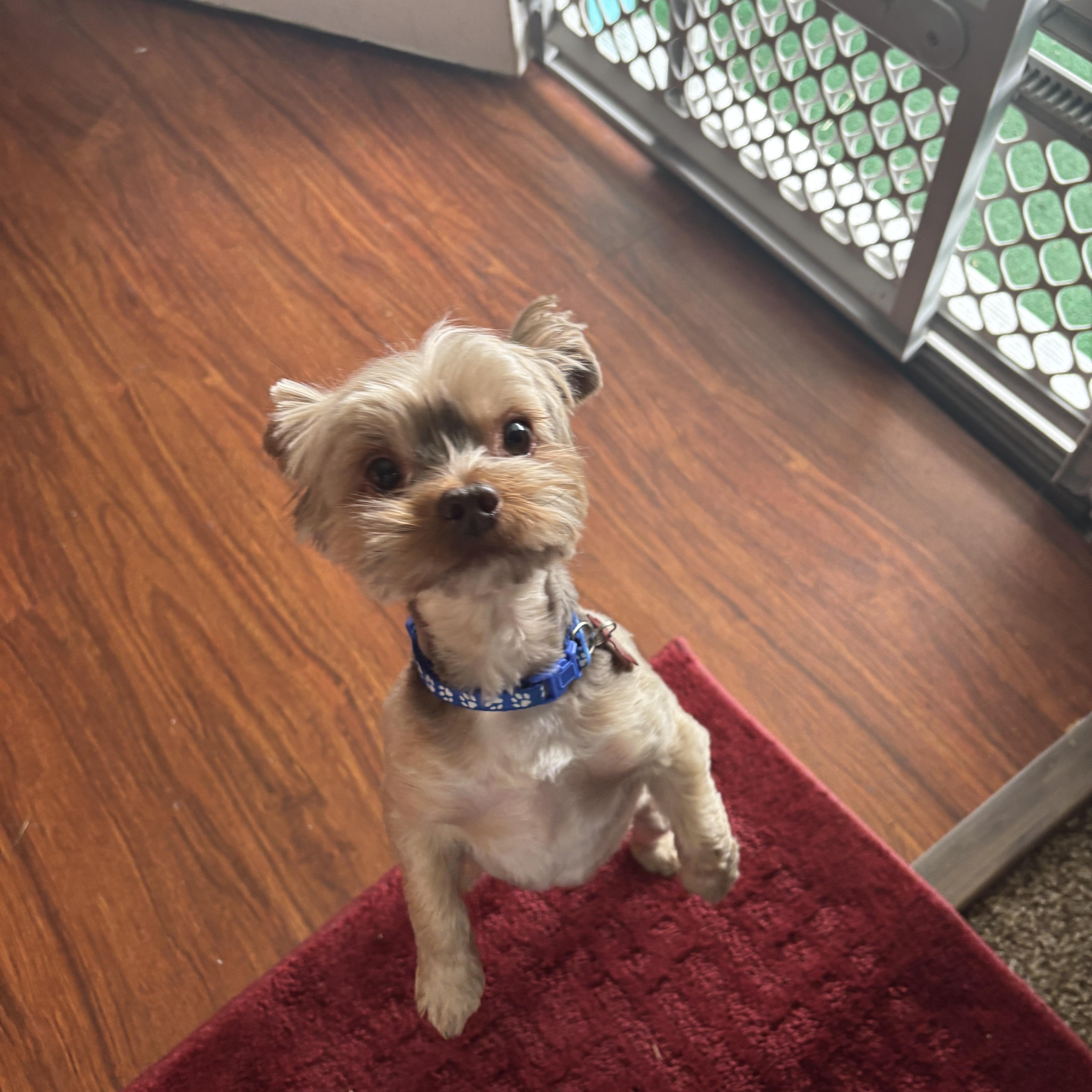 Enlarge Max, an adoptable Yorkshire Terrier in West Valley, UT image 2/5