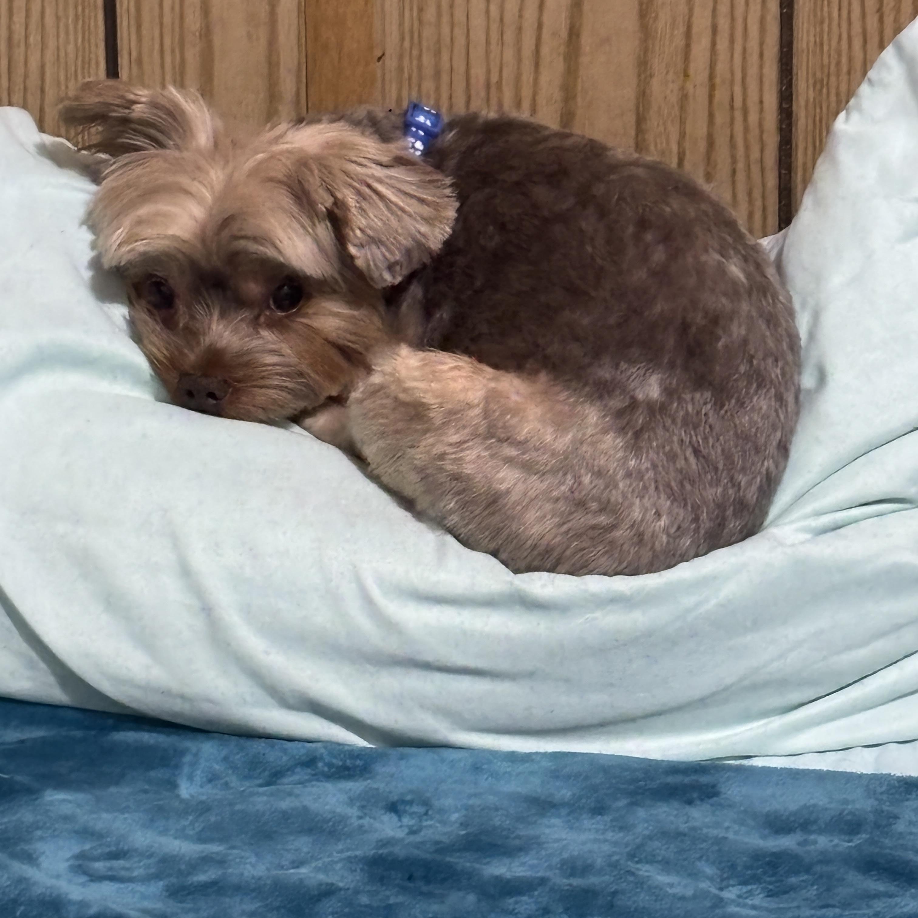 Enlarge Max, an adoptable Yorkshire Terrier in West Valley, UT image 3/5