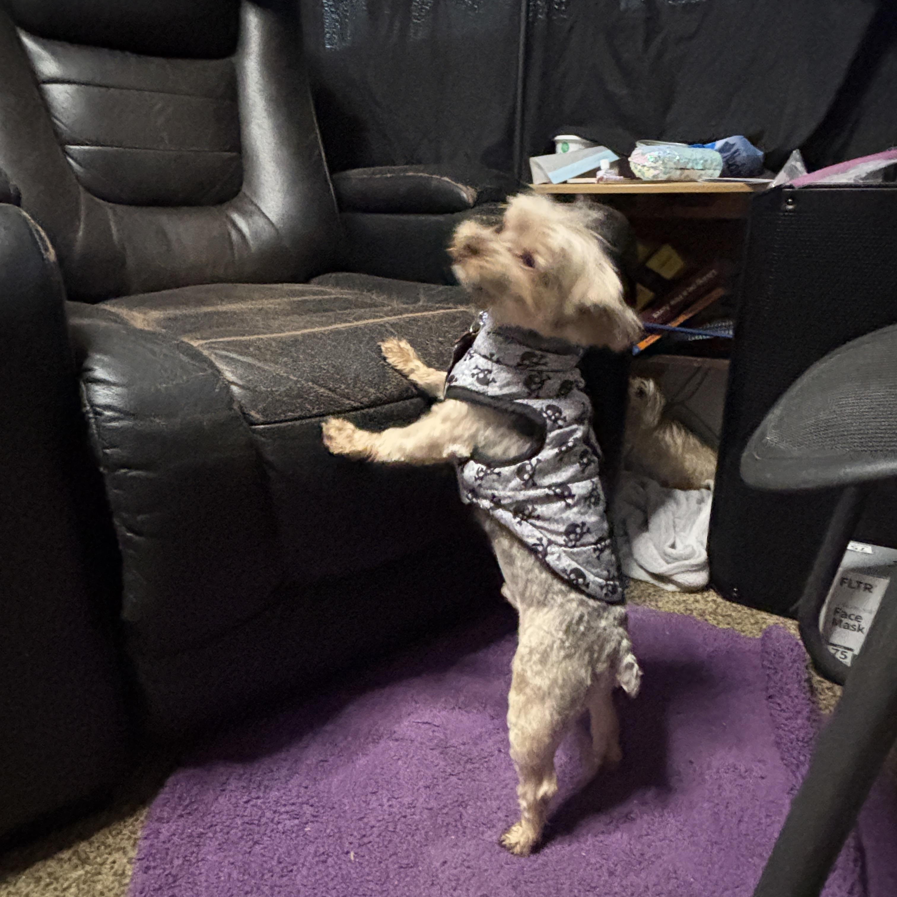 Enlarge Max, an adoptable Yorkshire Terrier in West Valley, UT image 4/5