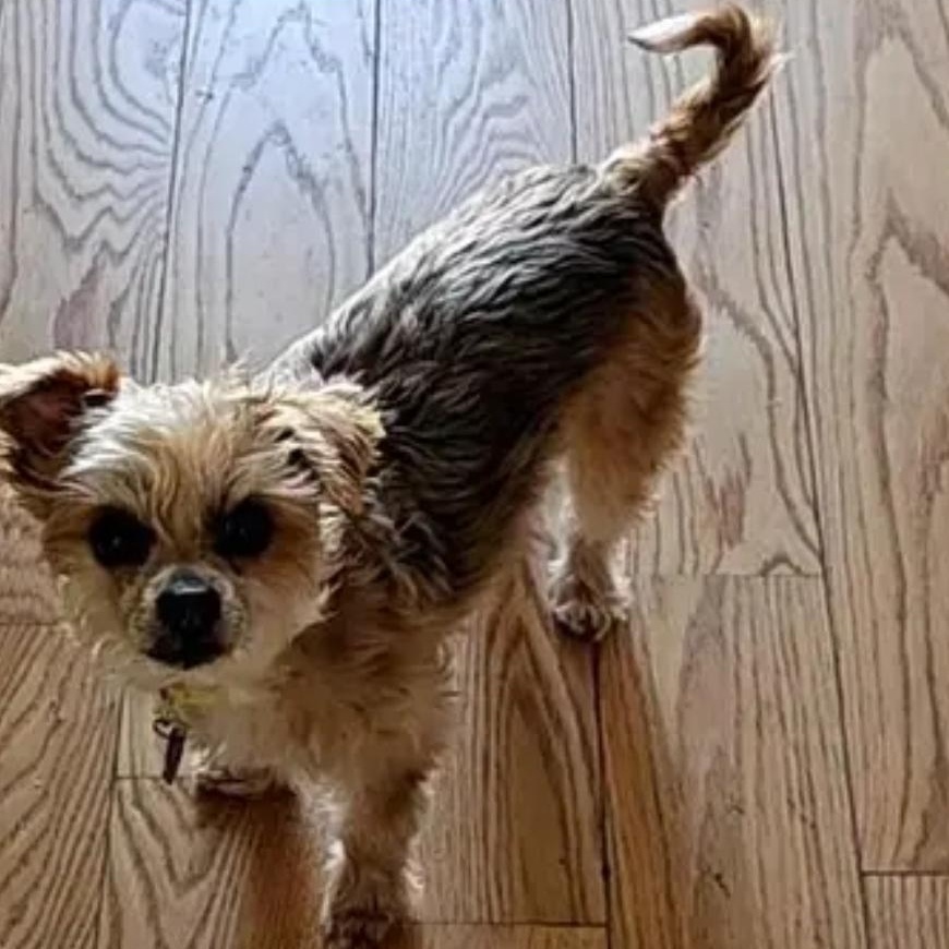 Max, adoptable, Adult Male Yorkshire Terrier.