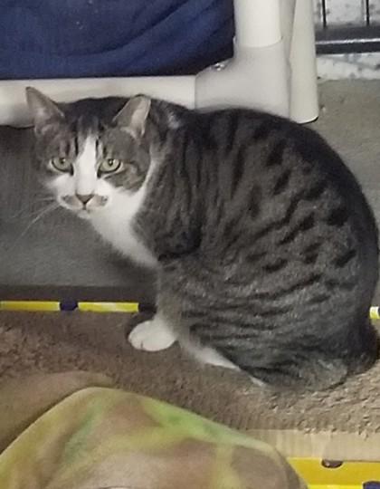 Enlarge Cricket, a Adoptable Domestic Short Hair in Bath, NY image 1/1