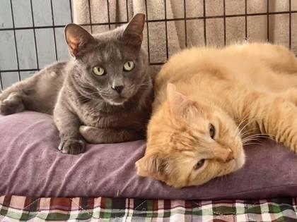 Gracie(Foster Needed), Adoptable, Adult Female Domestic Short Hair & Russian Blue.