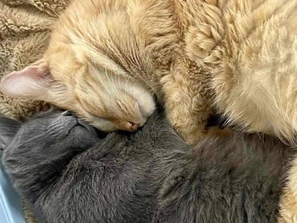 Gracie(Foster Needed) — thumbnail 2