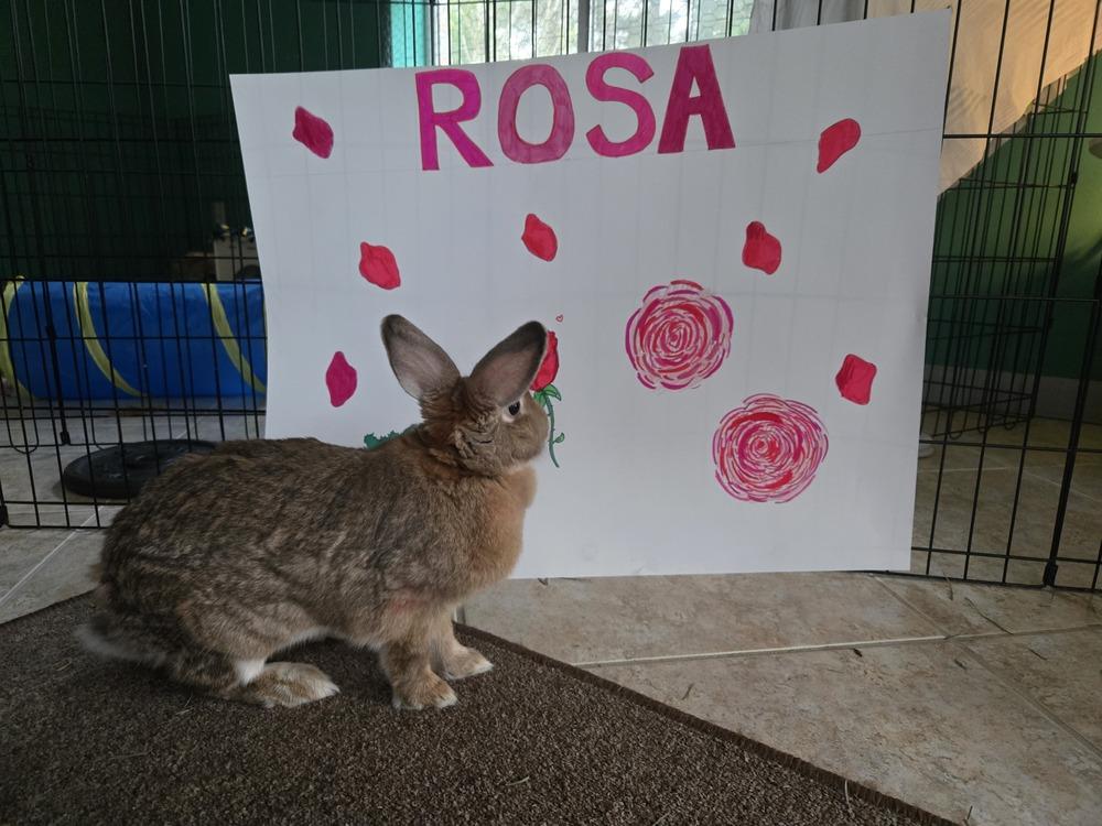 Enlarge Rosa, a Adoptable mixed breed in Melbourne, FL image 1/6