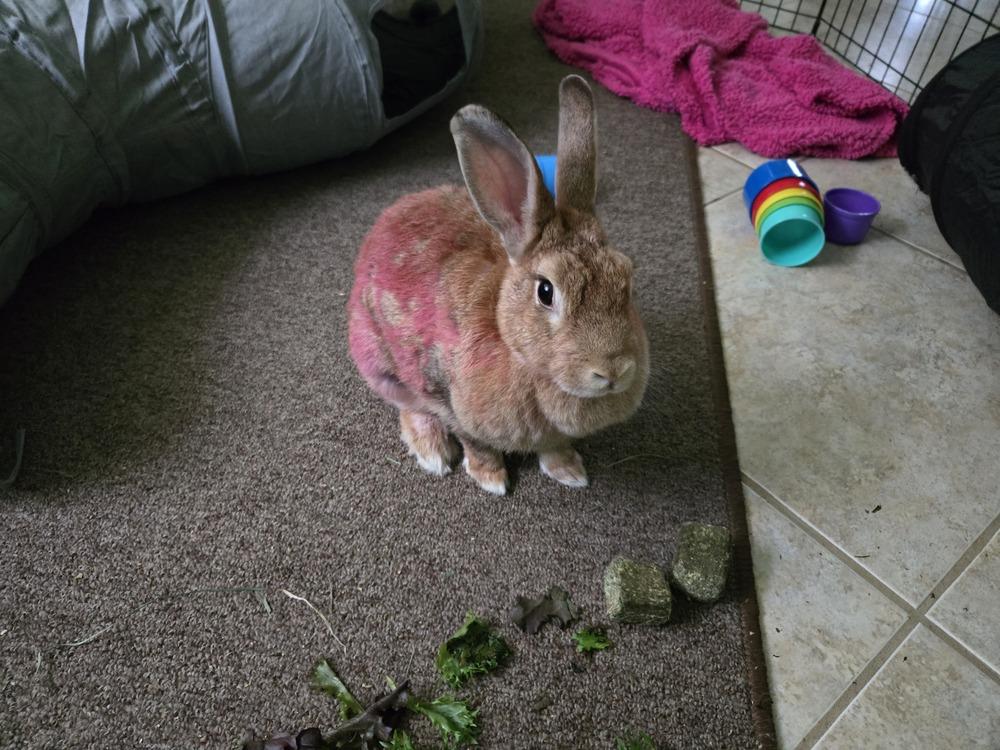 Enlarge Rosa, a Adoptable mixed breed in Melbourne, FL image 2/6