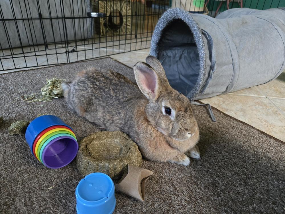 Enlarge Rosa, a Adoptable mixed breed in Melbourne, FL image 3/6