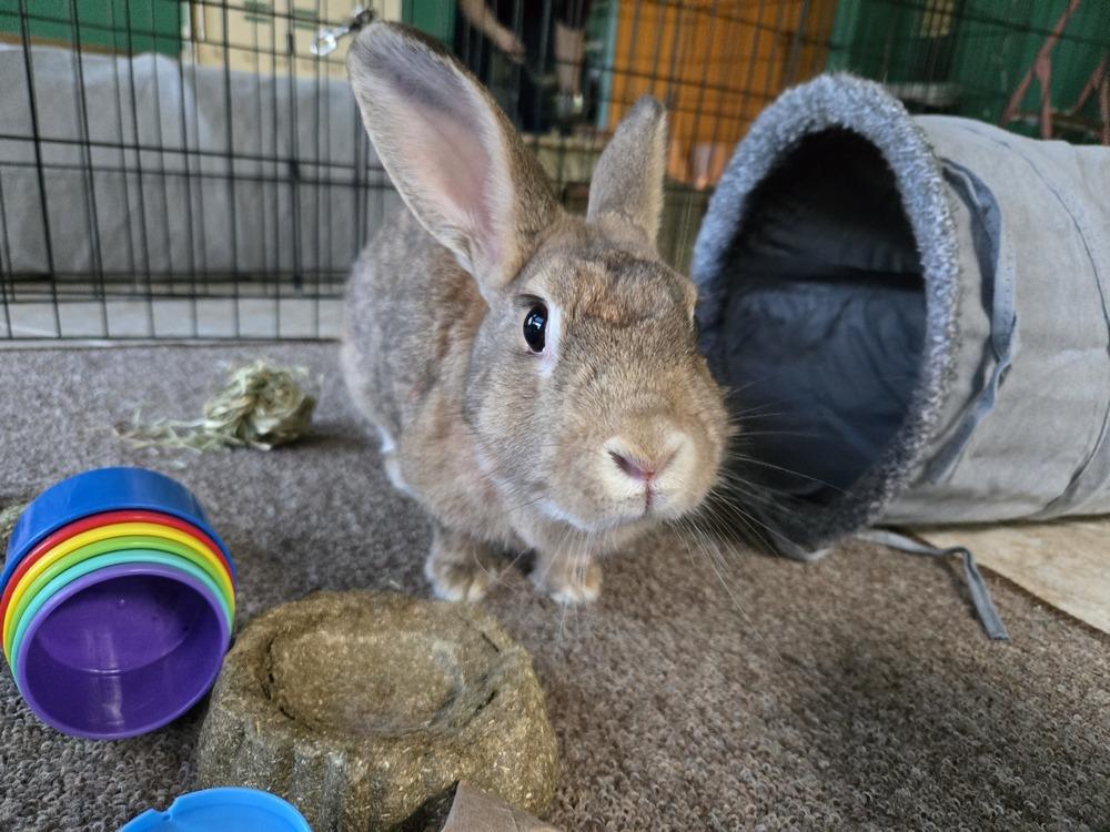 Enlarge Rosa, a Adoptable mixed breed in Melbourne, FL image 4/6