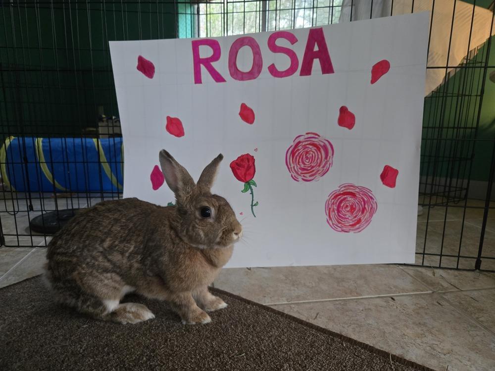 Enlarge Rosa, a Adoptable mixed breed in Melbourne, FL image 5/6