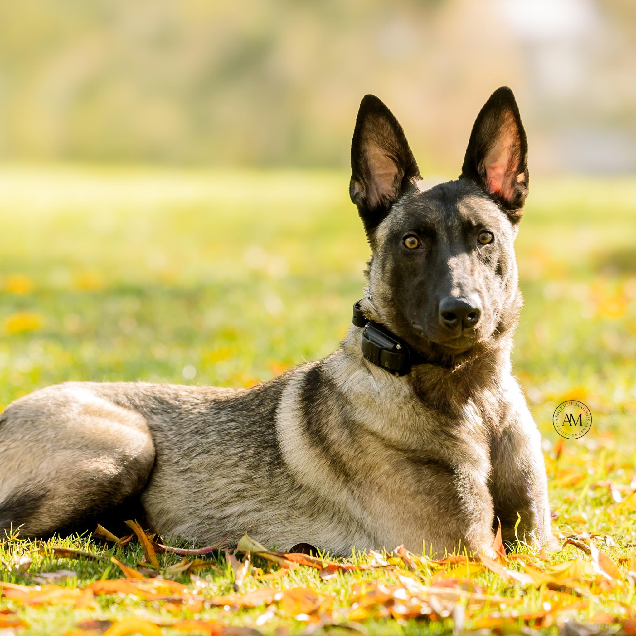 Nora , a Adoptable Belgian Shepherd / Malinois in Thousand Oaks, CA image 1/6