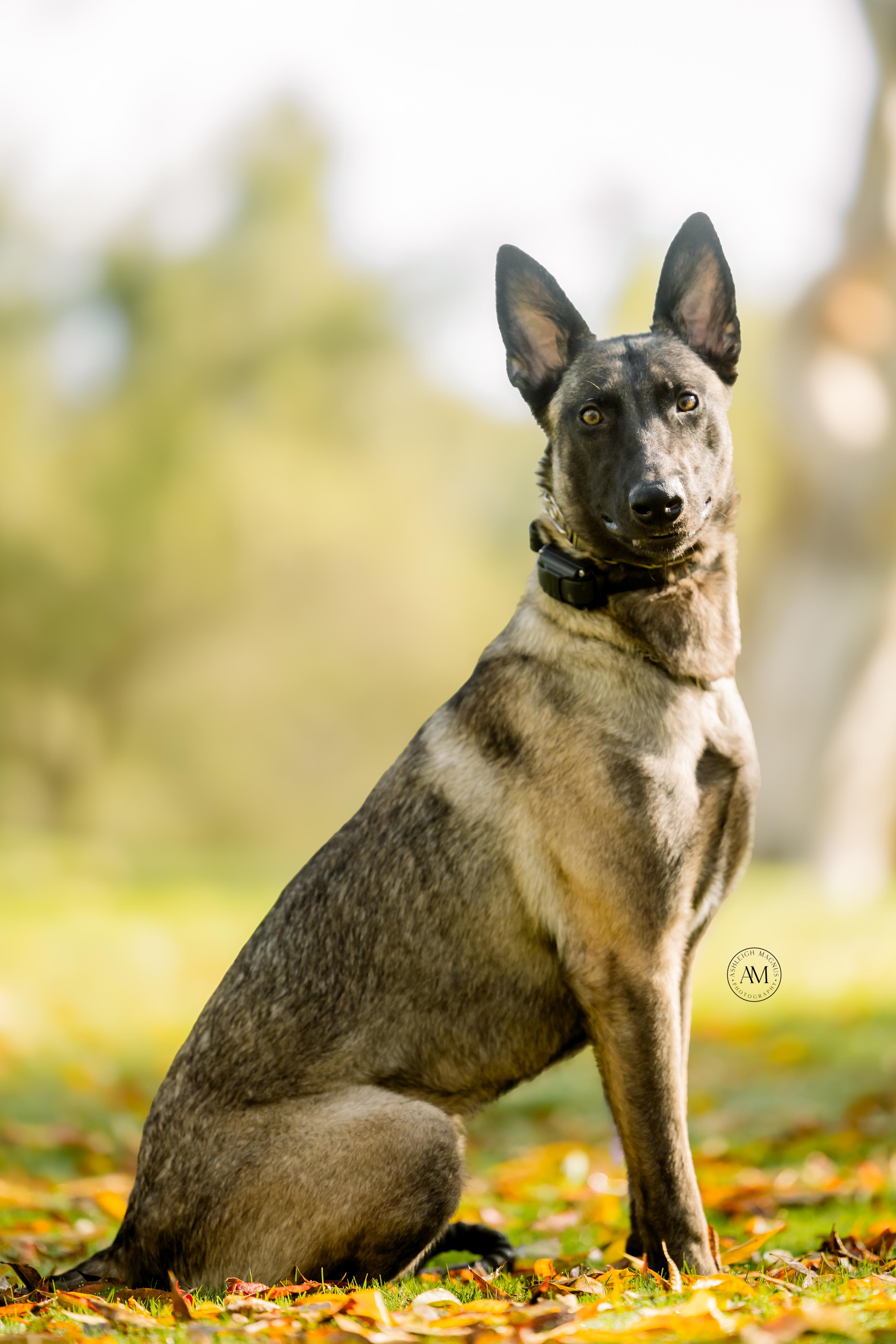 Nora , a Adoptable Belgian Shepherd / Malinois in Thousand Oaks, CA image 5/6