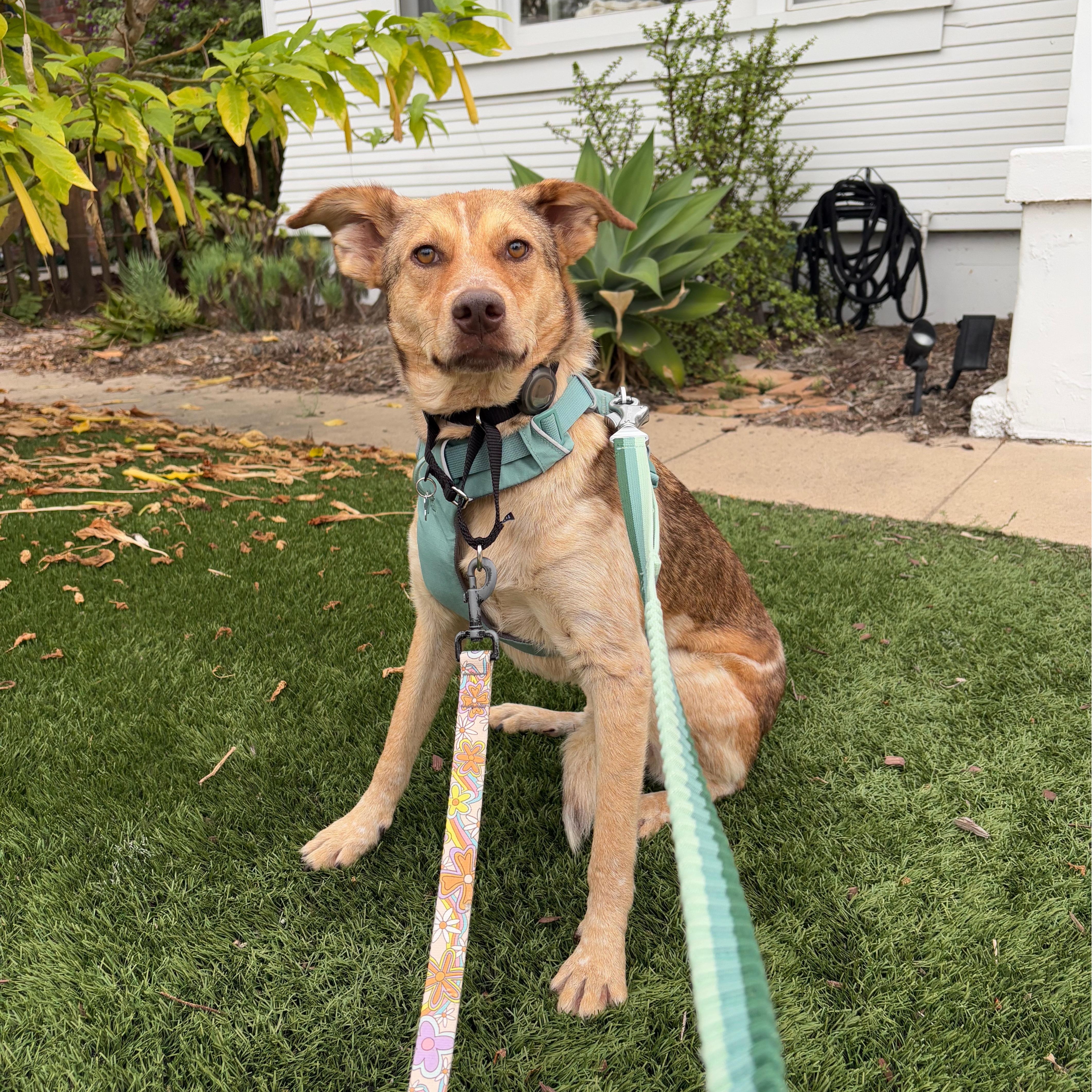 Enlarge Shylah, a Adoptable mixed breed in San Diego, CA image 3/5