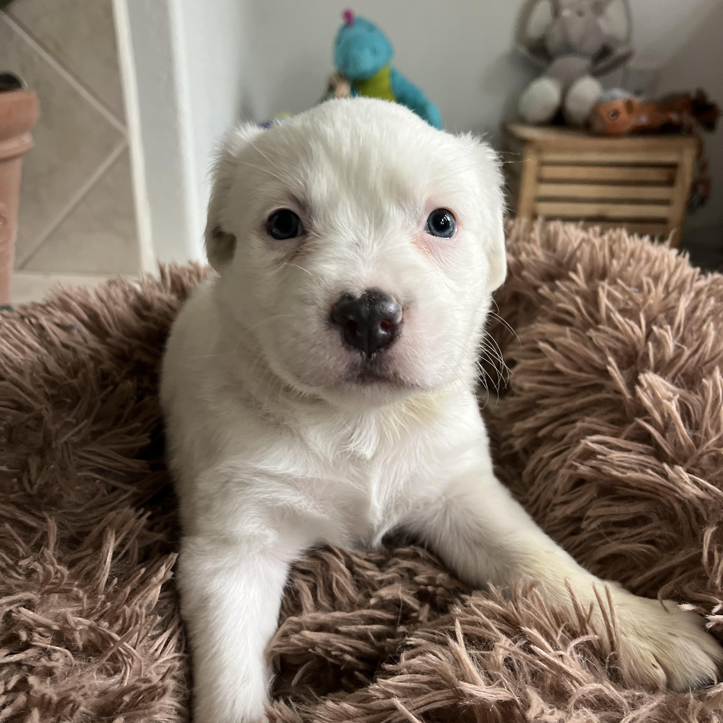 Sparkles , ADOPTABLE, Puppy Female Australian Cattle Dog / Blue Heeler & Pit Bull Terrier.