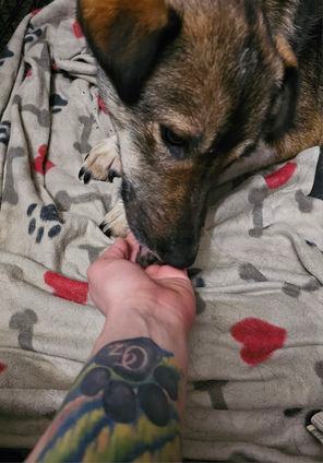 Enlarge Alice, a Adopted mixed breed in Wasilla, AK image 1/4