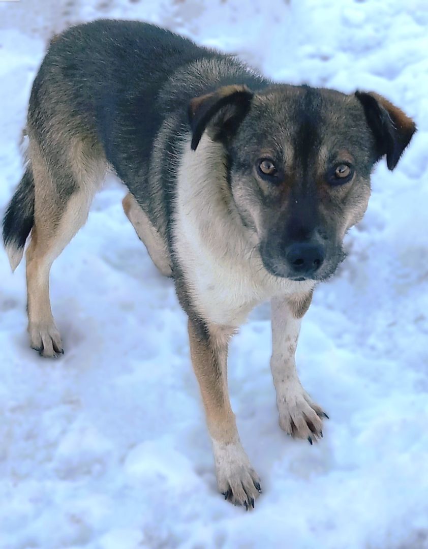 Enlarge Alice, a Adopted mixed breed in Wasilla, AK image 3/4