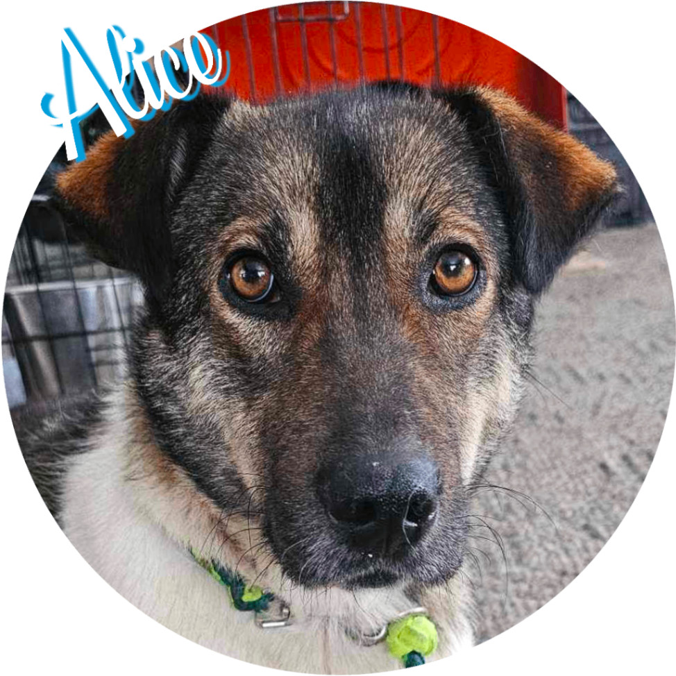 Enlarge Alice, a Adopted mixed breed in Wasilla, AK image 4/4