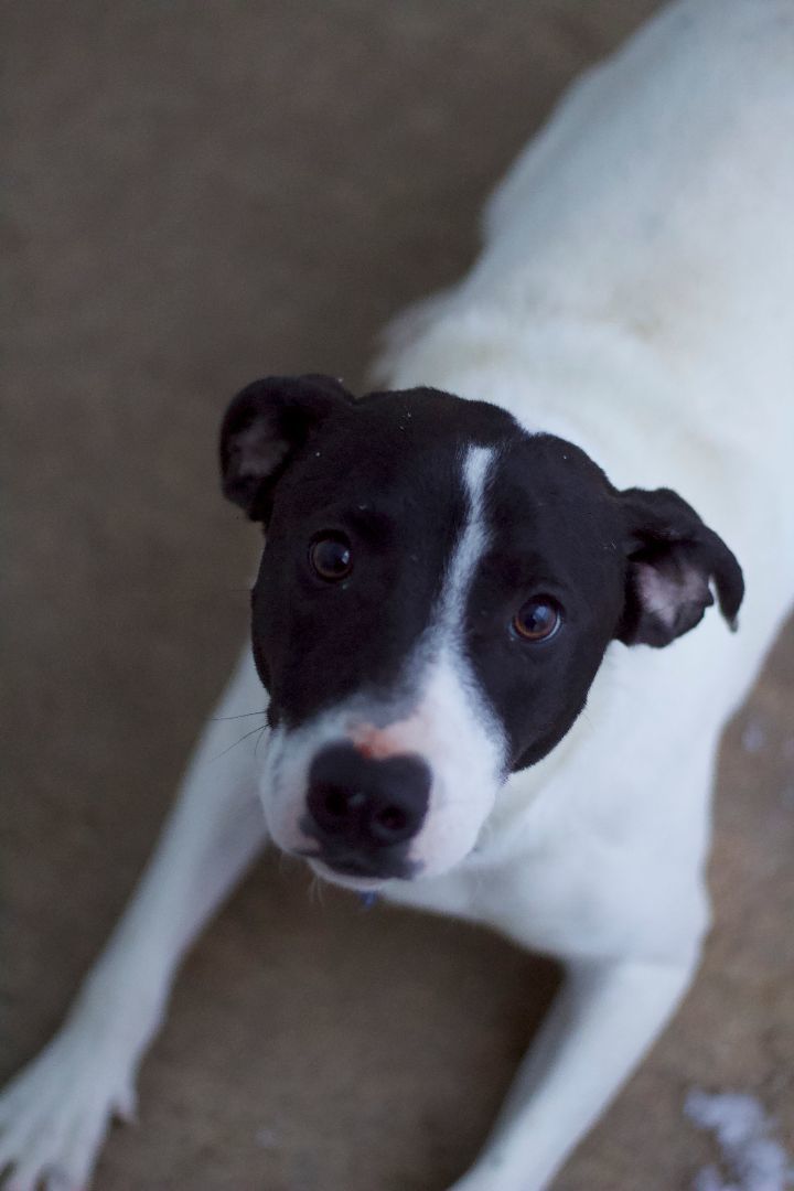 Robbie, Adoptable, Young Male Hound.